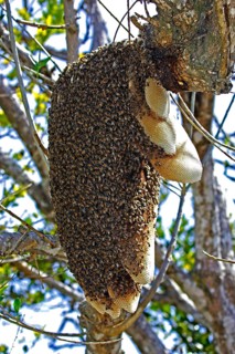 Wild bee swarm