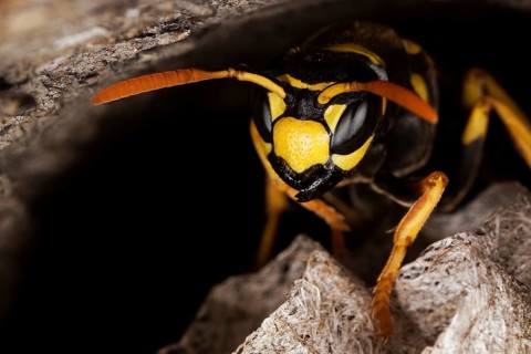 Common Wasp