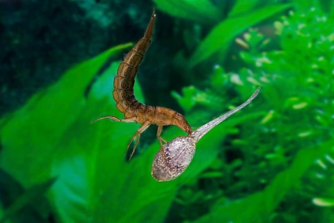 Great Diving Beetle