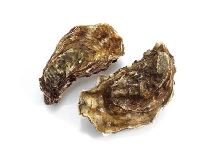 FRENCH EASTER MARENNES D'OLERON ostrea edulis BEFORE WHITE BACKGROUND