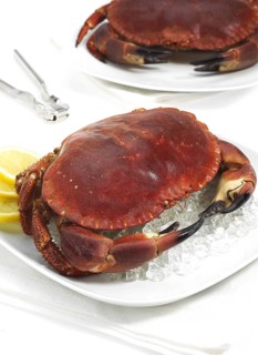 Edible crab