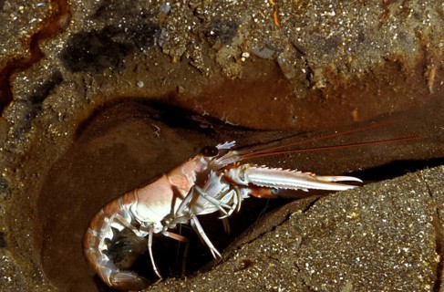 Norway Lobster