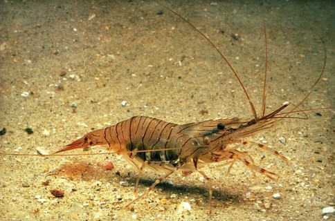 Common Palaemon sp.