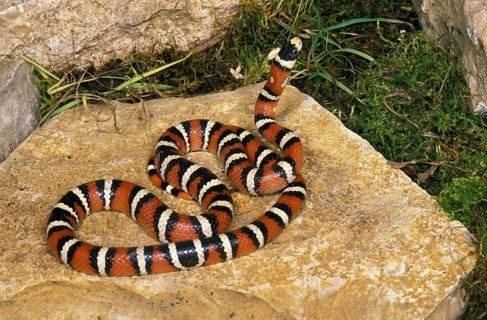 SONORAN Arizona mountain kingsnake
