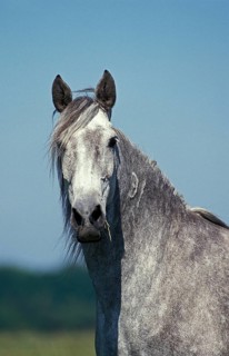LUSITANO HORSE