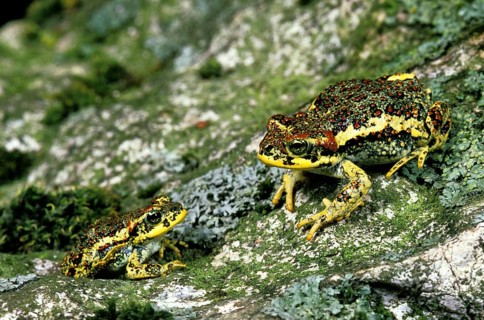 Crossbill bufo rubropunctatus