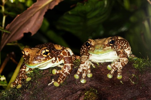 Amazon Milk Frog