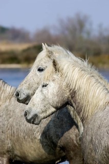 CAMARGUE HORSE
