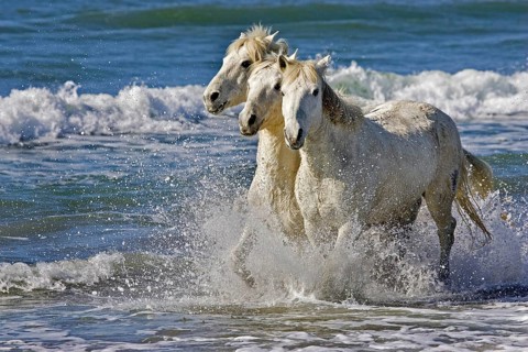 Camargue horse