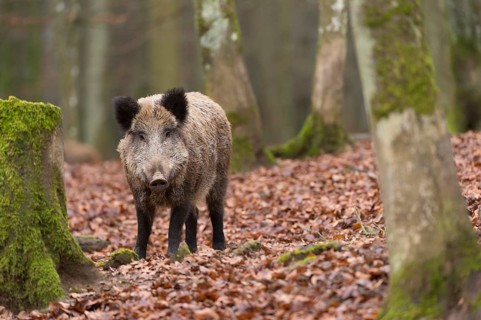 Wild Boar