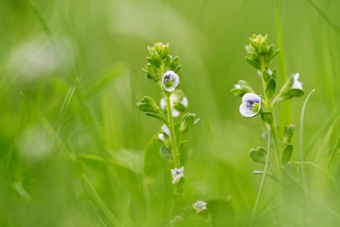 Rock speedwell