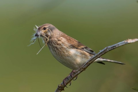 Linnet