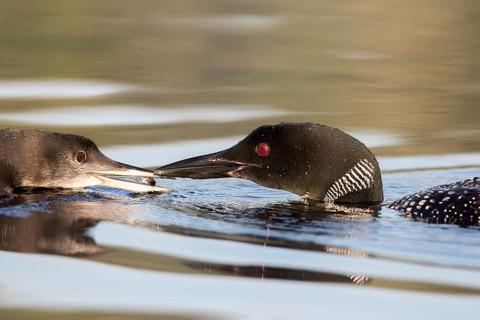 Great Northern Loon