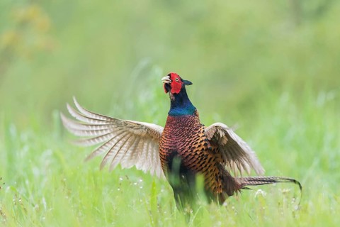 Common Pheasant