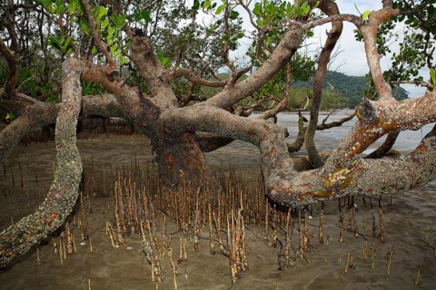 Mangrove forest