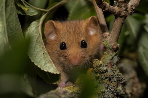 Hazel dormouse