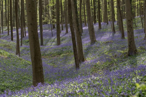Bluebells