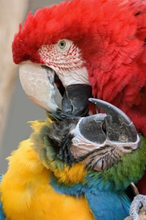 Red-and-green macaw