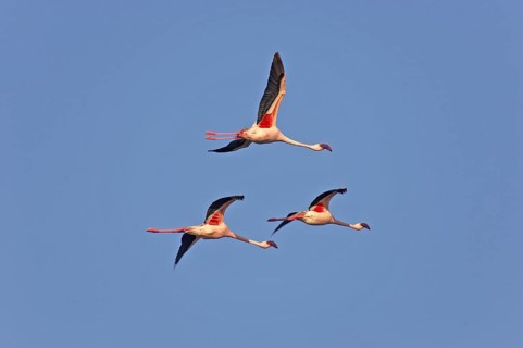 LESSER FLAMINGO