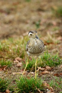Double-striped Dickleg