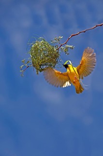 Southern Masked Weaver