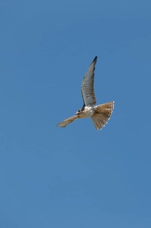 Saker falcon