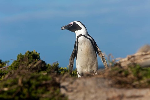 African penguin