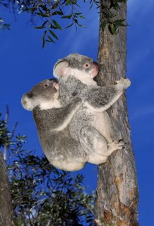 KOALA