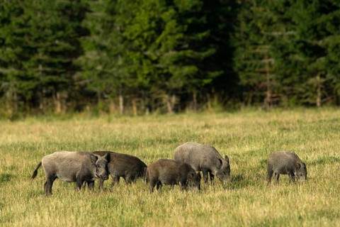 Wild Boar