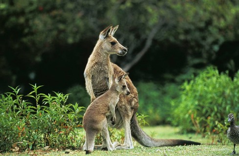 Eastern grey kangaroo