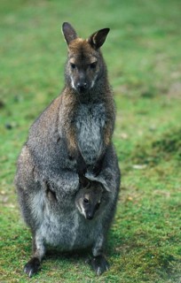 Bennett's Red necked wallaby