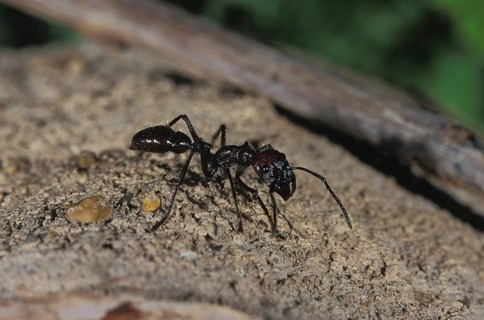 Globe ant