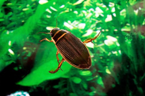 Great Diving Beetle