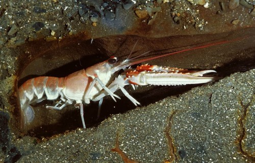Norway Lobster