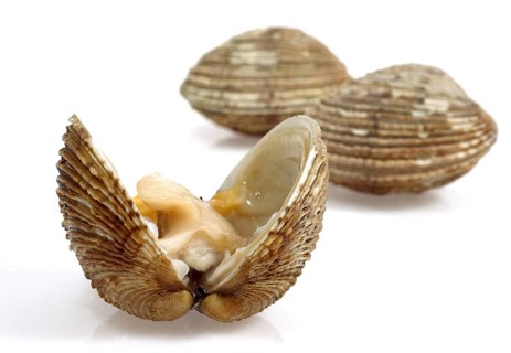 Shells