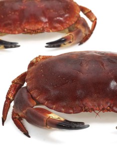 Fresh edible crab