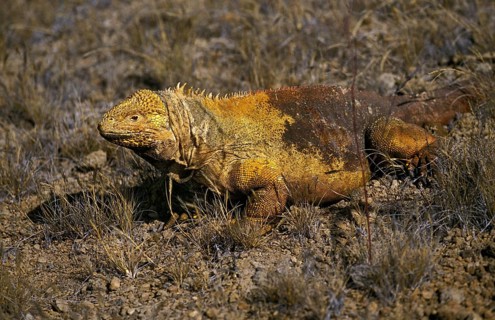 Galapagos Land Iguana