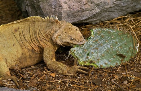 Galapagos Land Iguana