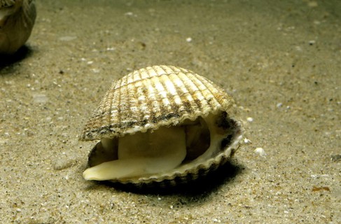Common cockle