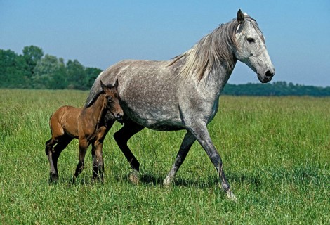 LUSITANO HORSE