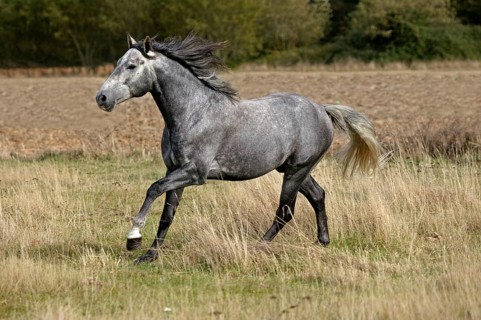 LUSITANO HORSE GALLOPS THROUGH MEADOW