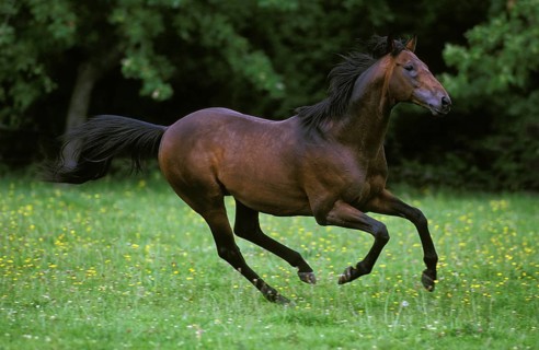English thoroughbred horse