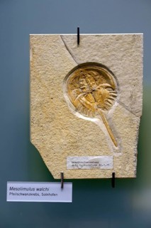 Fossilisation of a horseshoe crab