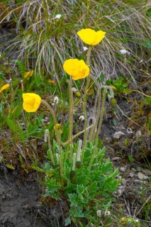 (Papaver) tianschanicum, Sary Jaz valley, Issyk Kul region, Kyrgyzstan, Asia
