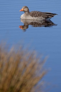 Greylag goose