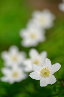Wood anemone