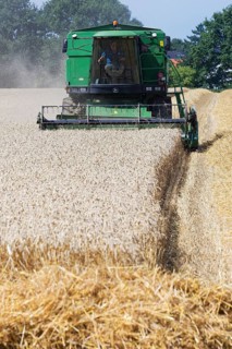 Wheat harvest with combine harvester