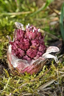 Red butterbur