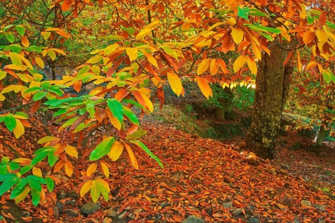 Autumn