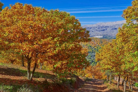 Autumn